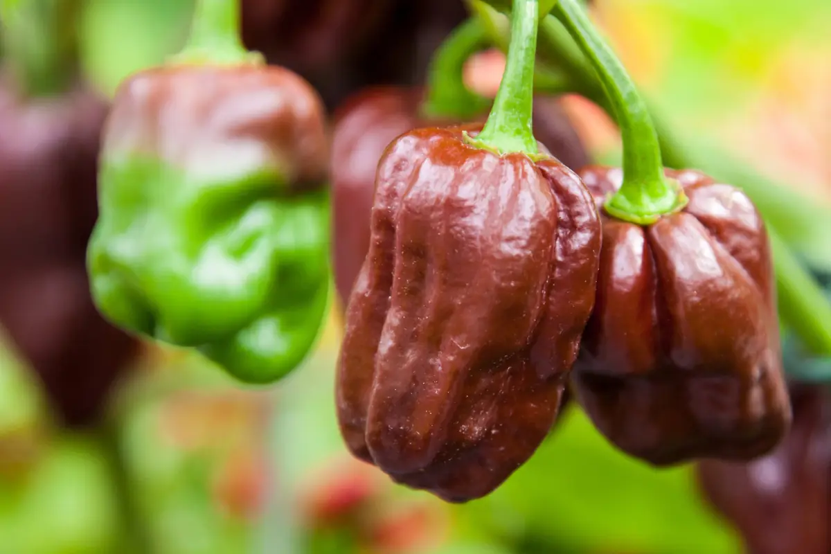 Choco habanero